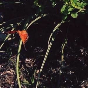 Meet your Posher, Mele